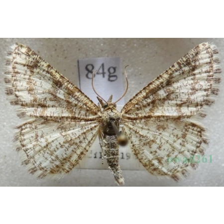 Heliomata glarearia (Denis & Schiffermüller, 1775) Witalnik dziarstwiak Czech84g